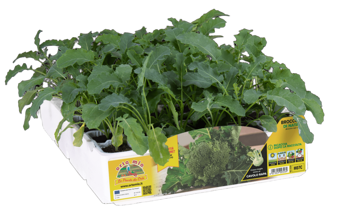 Brócoli navideño H07C