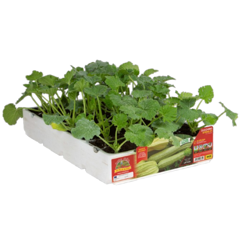 Calabacín_claro_con_flor_H425