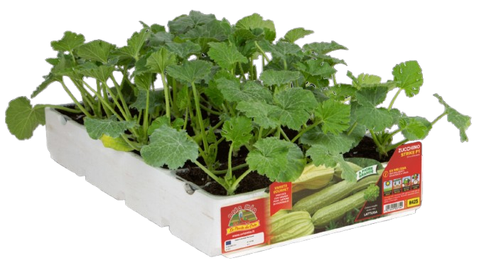 Calabacín_claro_con_flor_H425