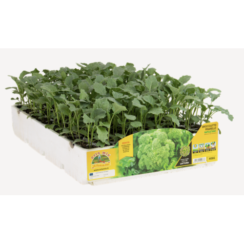 Grelos Brocoli friarello Napolitano