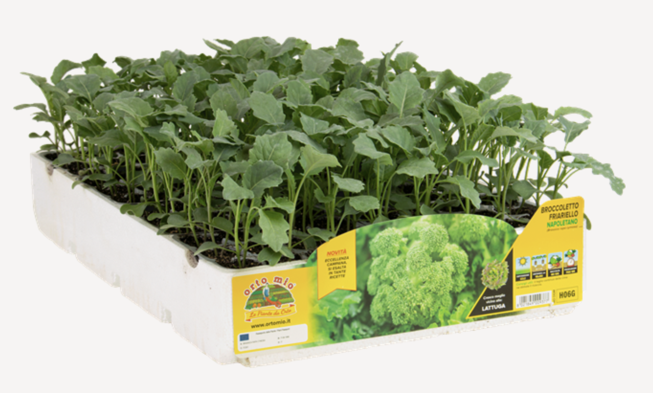Grelos Brocoli friarello Napolitano