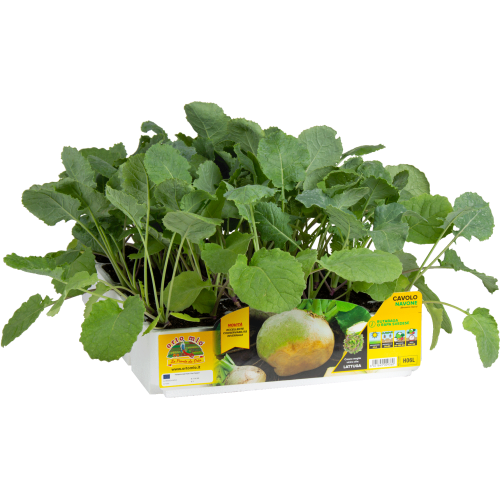 H06L Navone o rutabaga - 80 días