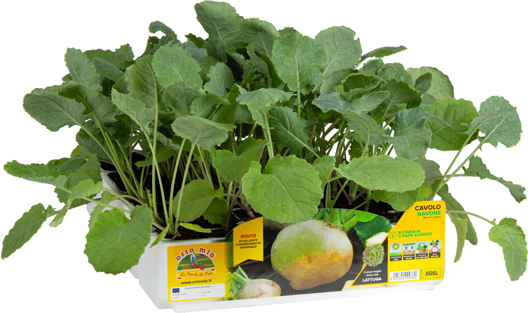 H06L Navone o rutabaga - 80 días