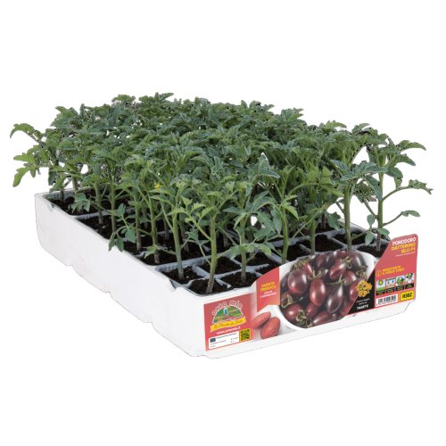 Tomate aditalado Blu H30Z