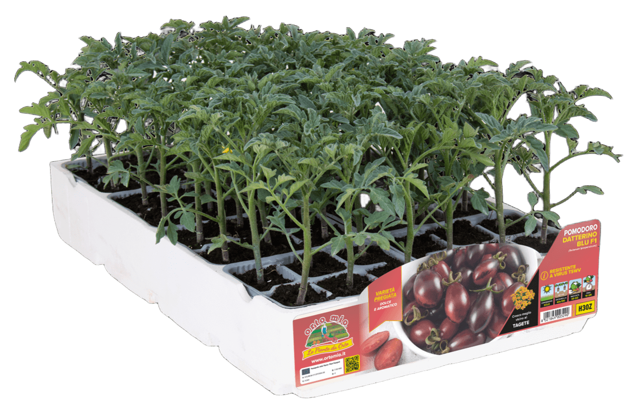 Tomate aditalado Blu H30Z