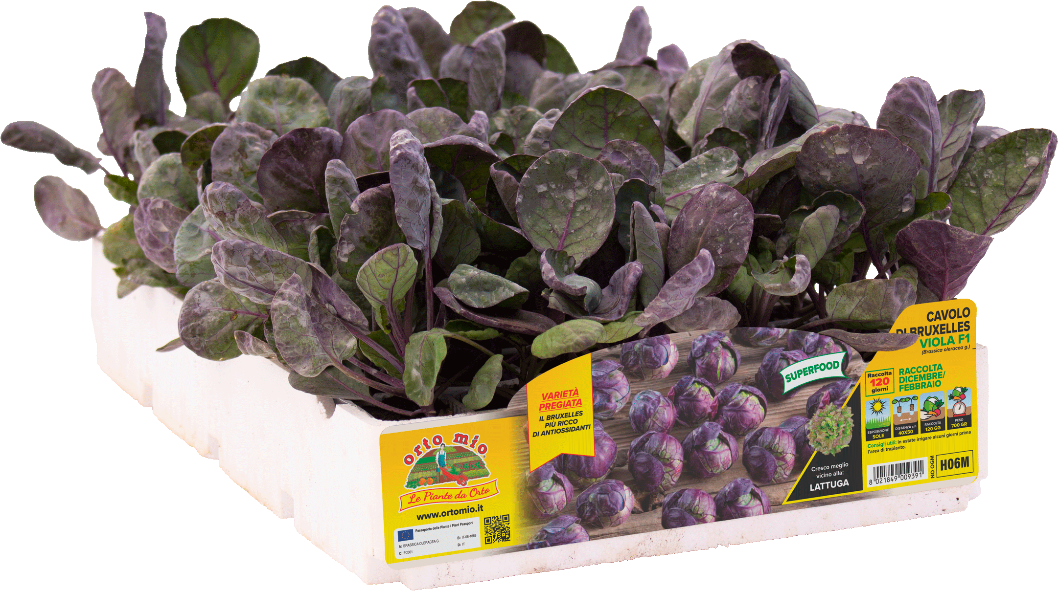 H06M COLIFLOR VIOLETA