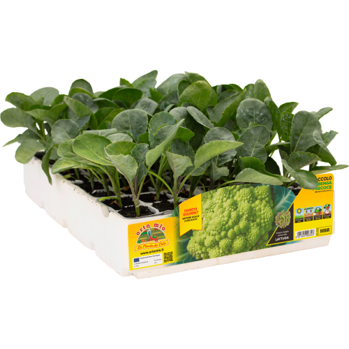 H06R Brócoli de Albenga - 100 días