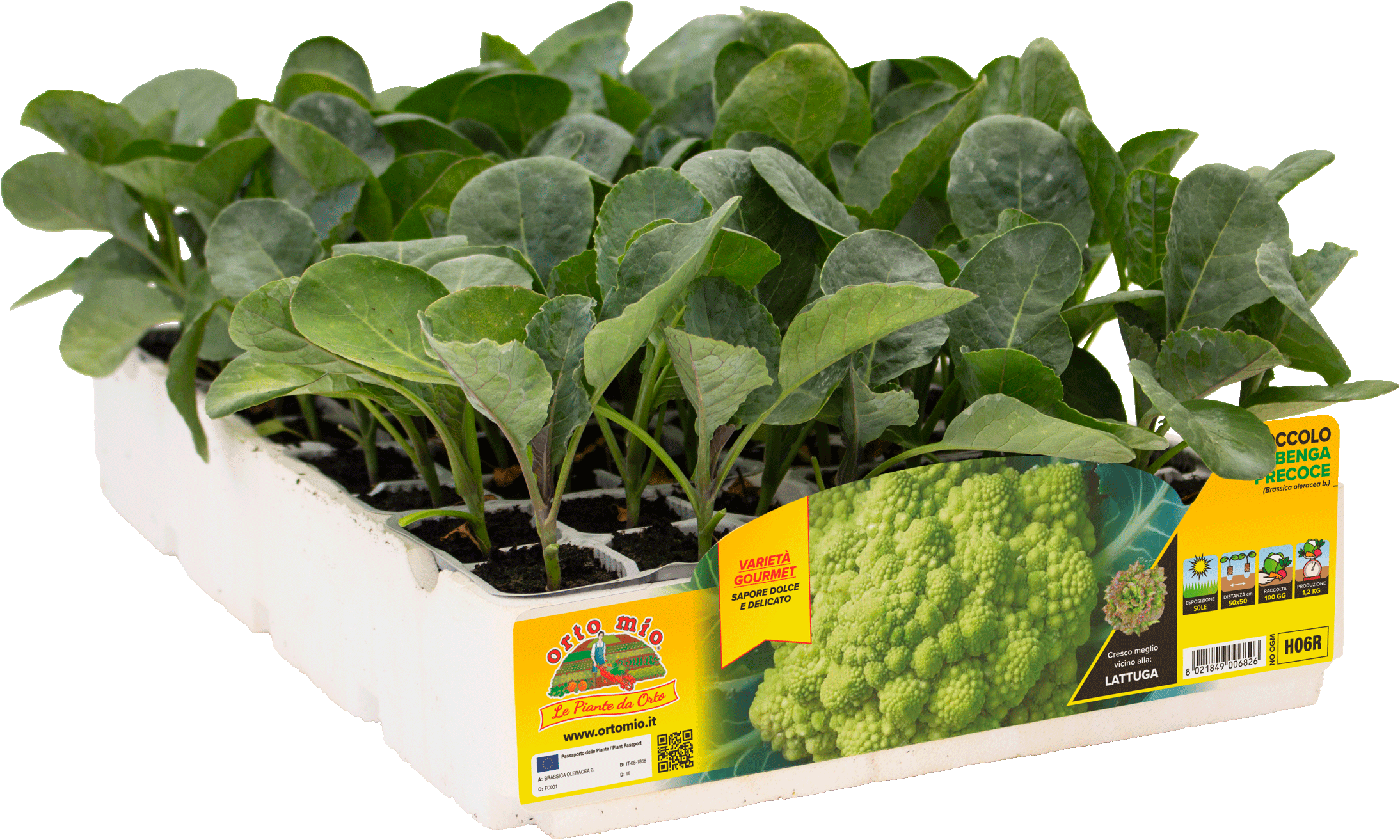 H06R Brócoli de Albenga - 100 días