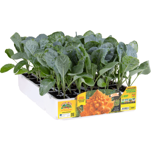 Brócoli Naranja var. Amoresco F1 - 120 días