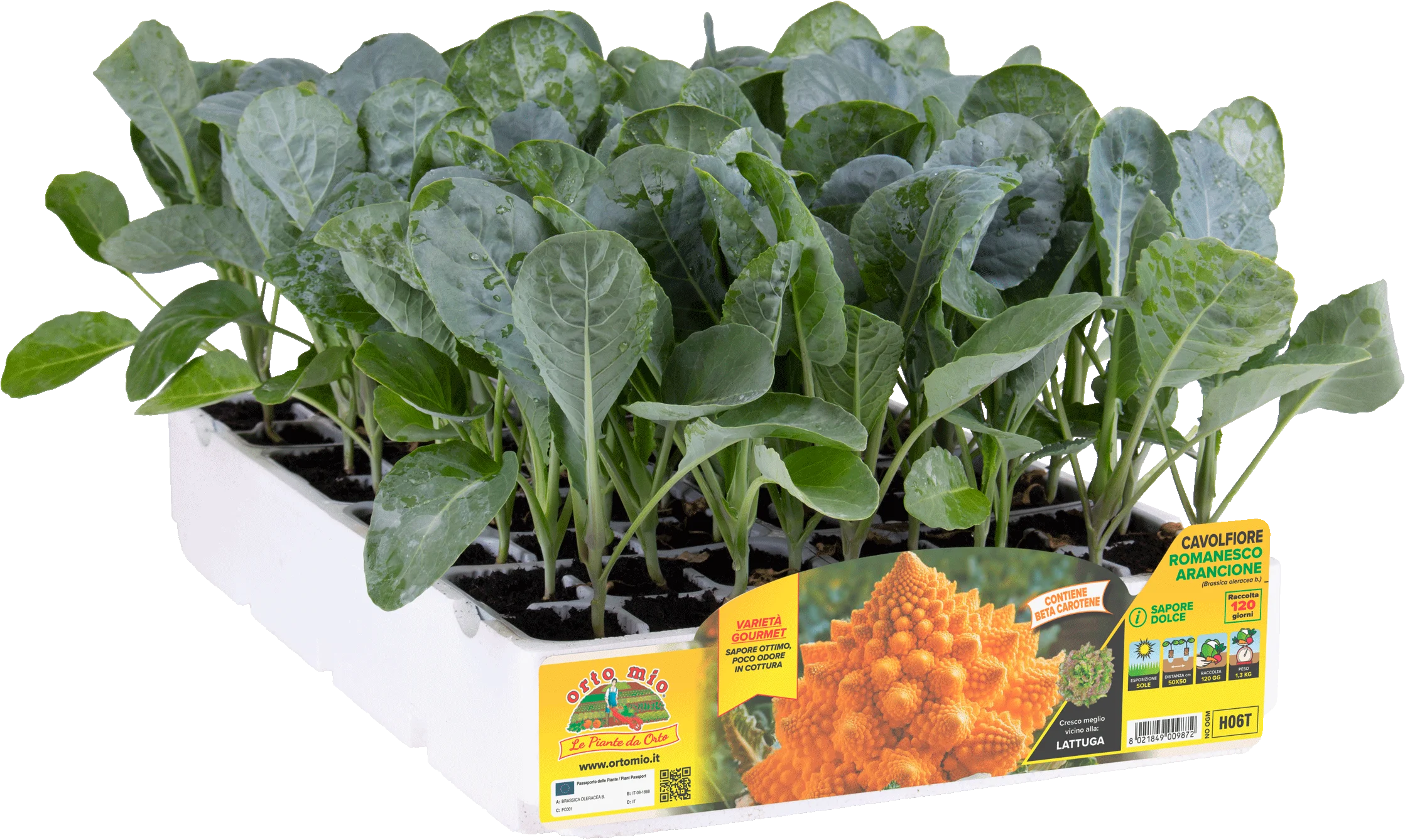 Brócoli Naranja var. Amoresco F1 - 120 días