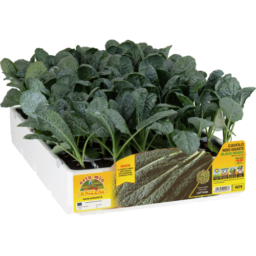 H078 COL NEGRA GIGANTE