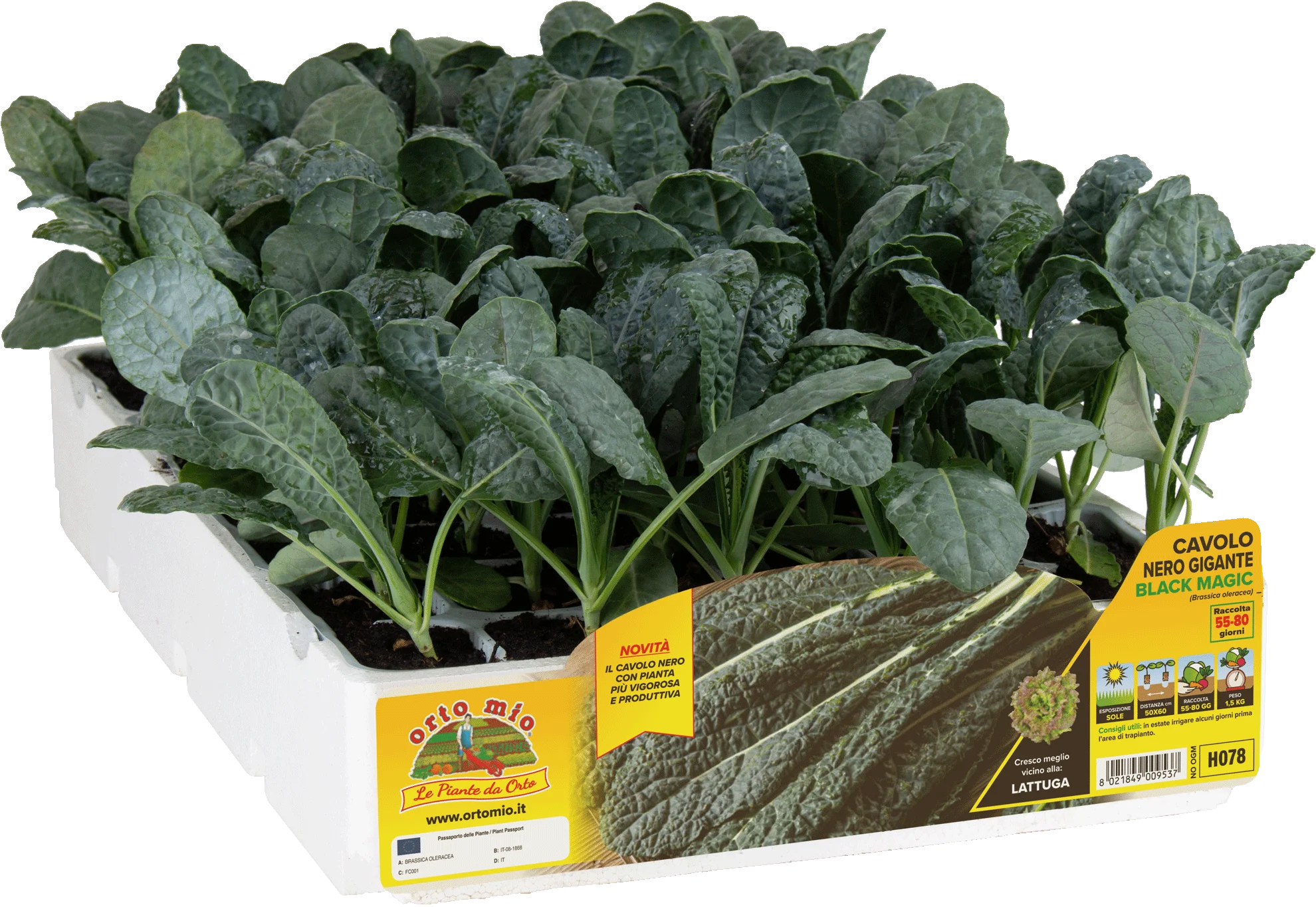 H078 COL NEGRA GIGANTE