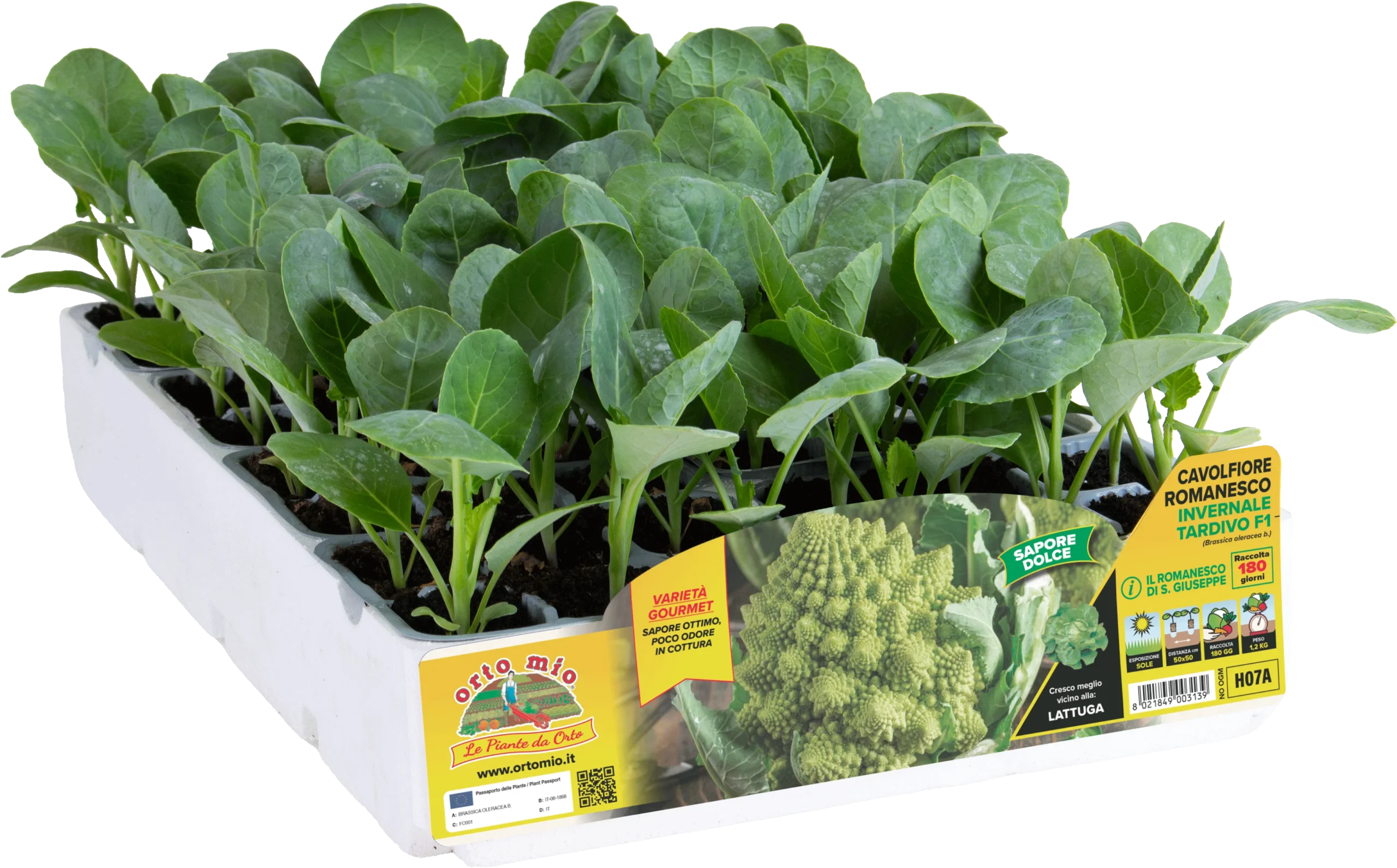 H07A COLIFLOR INVIERNO TARDÍO