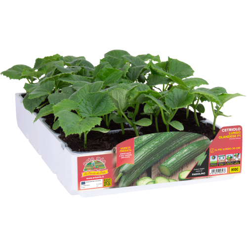 Pepino largo holandés H10C