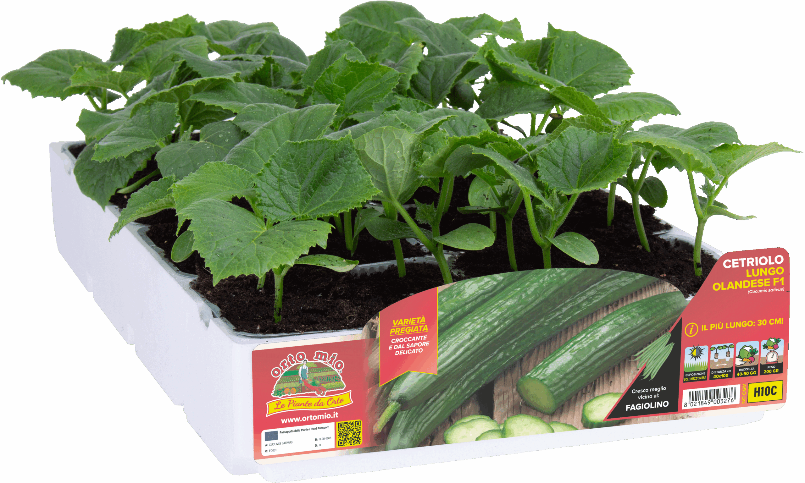 Pepino largo holandés H10C