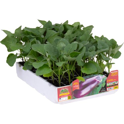 H250 Berenjena tipo seta