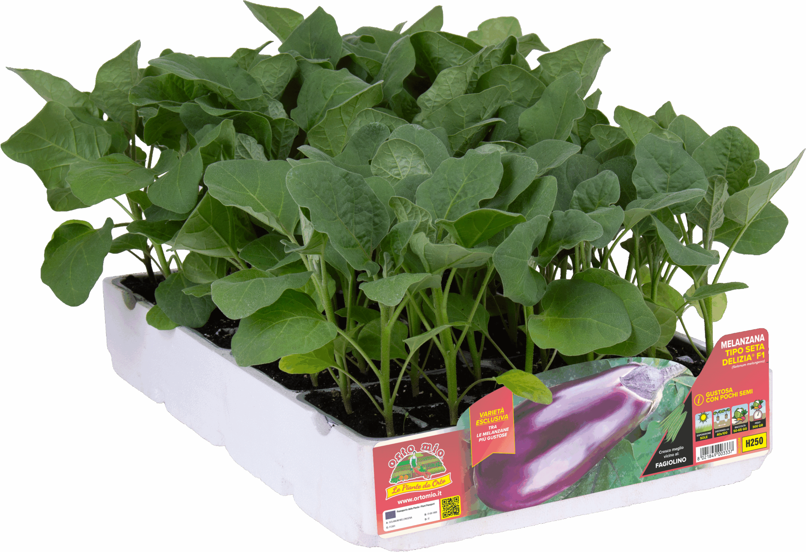 H250 Berenjena tipo seta