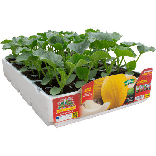 H263 MELON HASDRUBAL