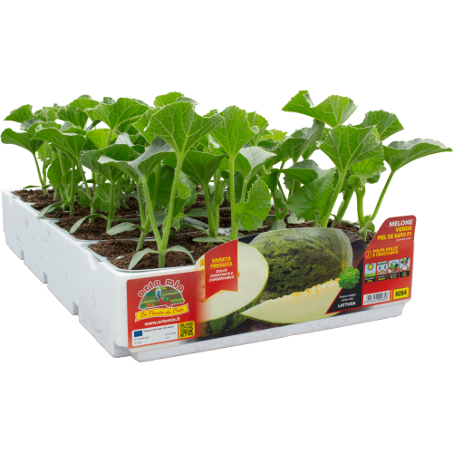 Melón verde piel de sapo