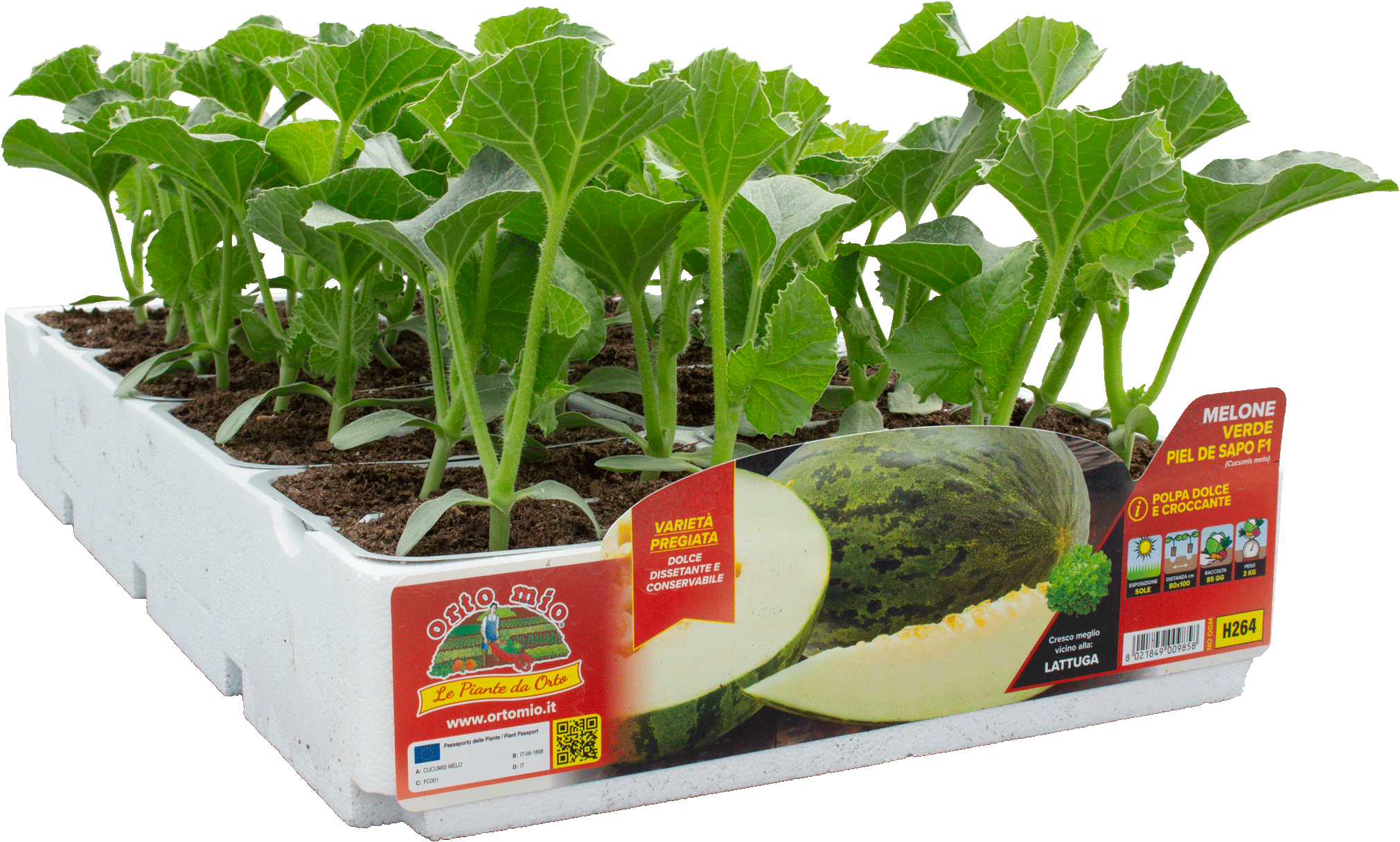 Melón verde piel de sapo