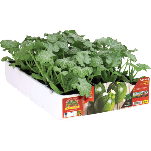 H428 Calabacín Redondo Oscuro