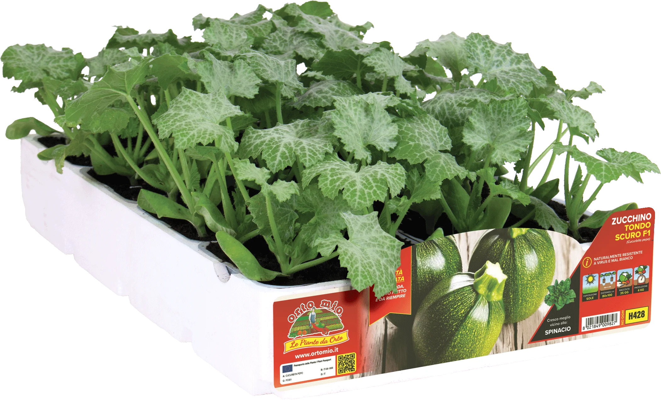 H428 Calabacín Redondo Oscuro