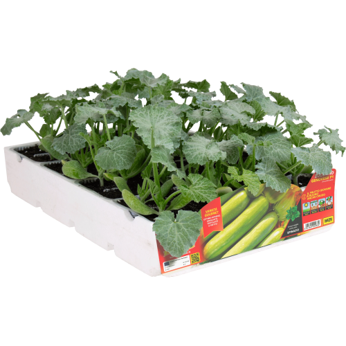 Calabacín Genovés H429