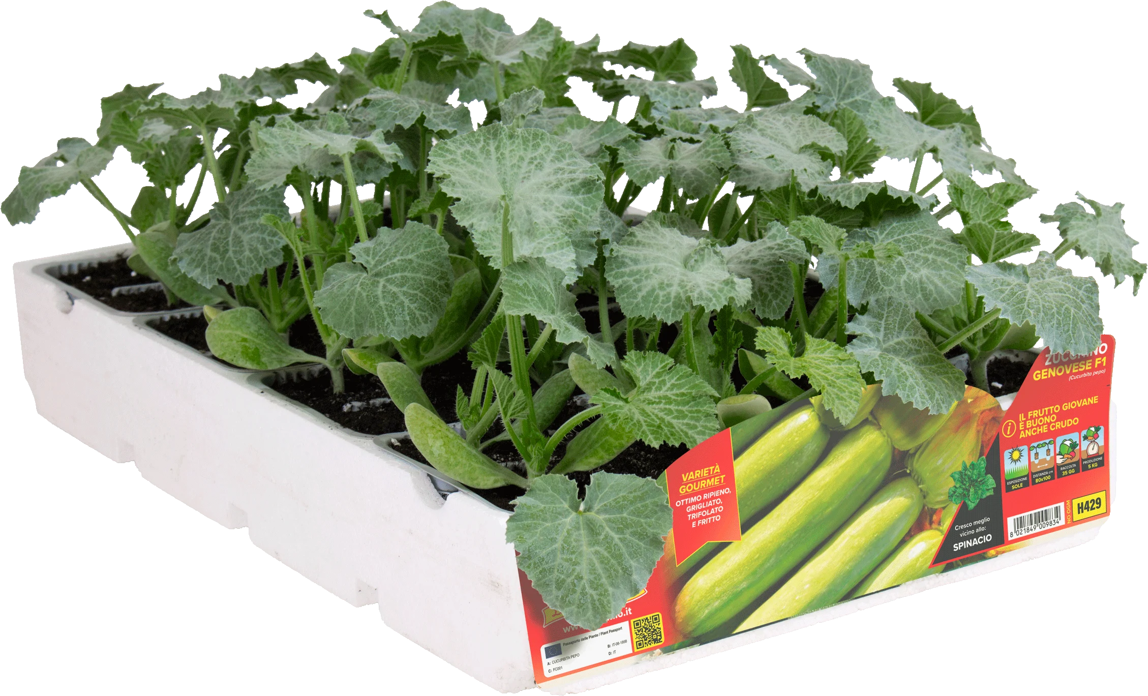 Calabacín Genovés H429