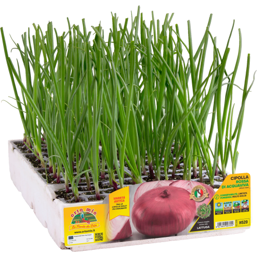 Cebolla roja aguaviva