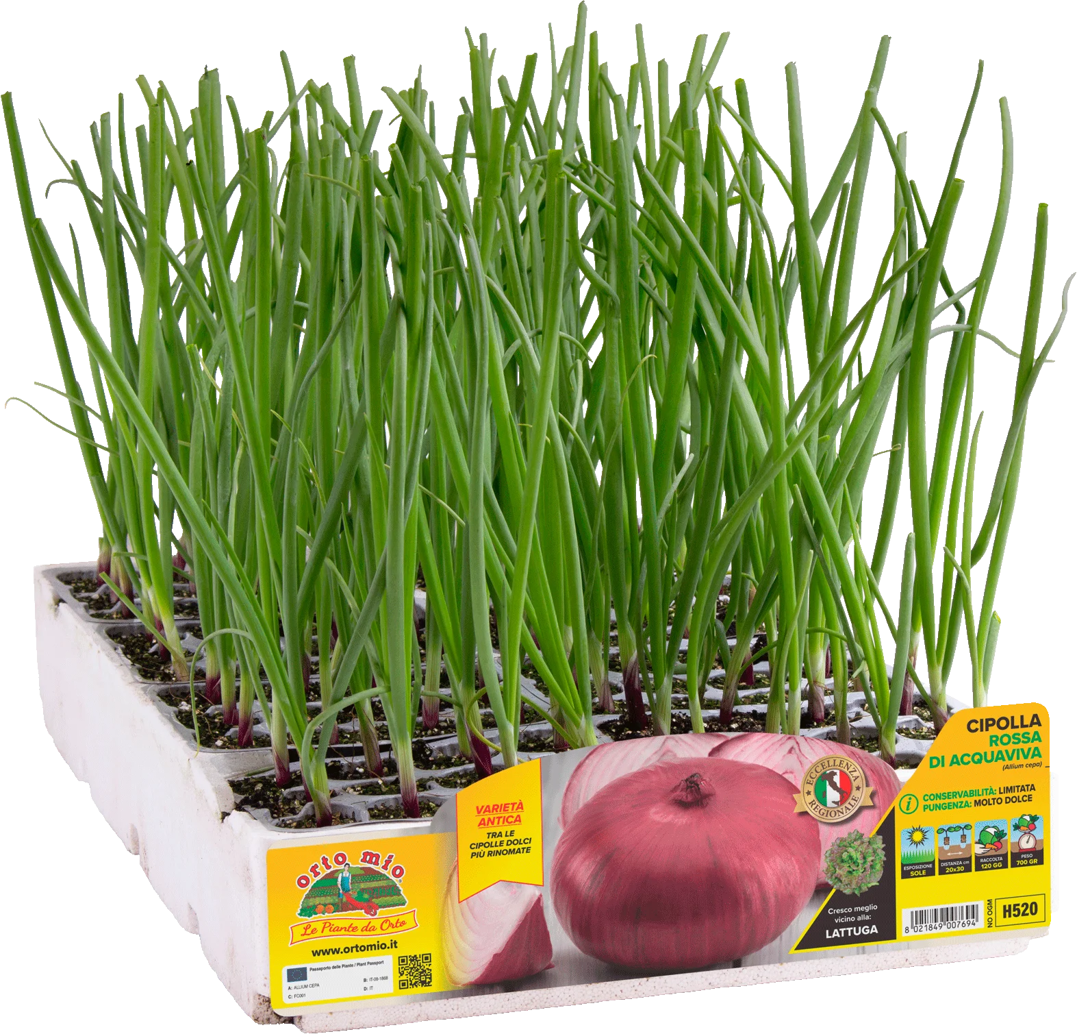 Cebolla roja aguaviva