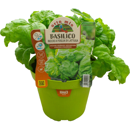 Albahaca hoja de lechuga