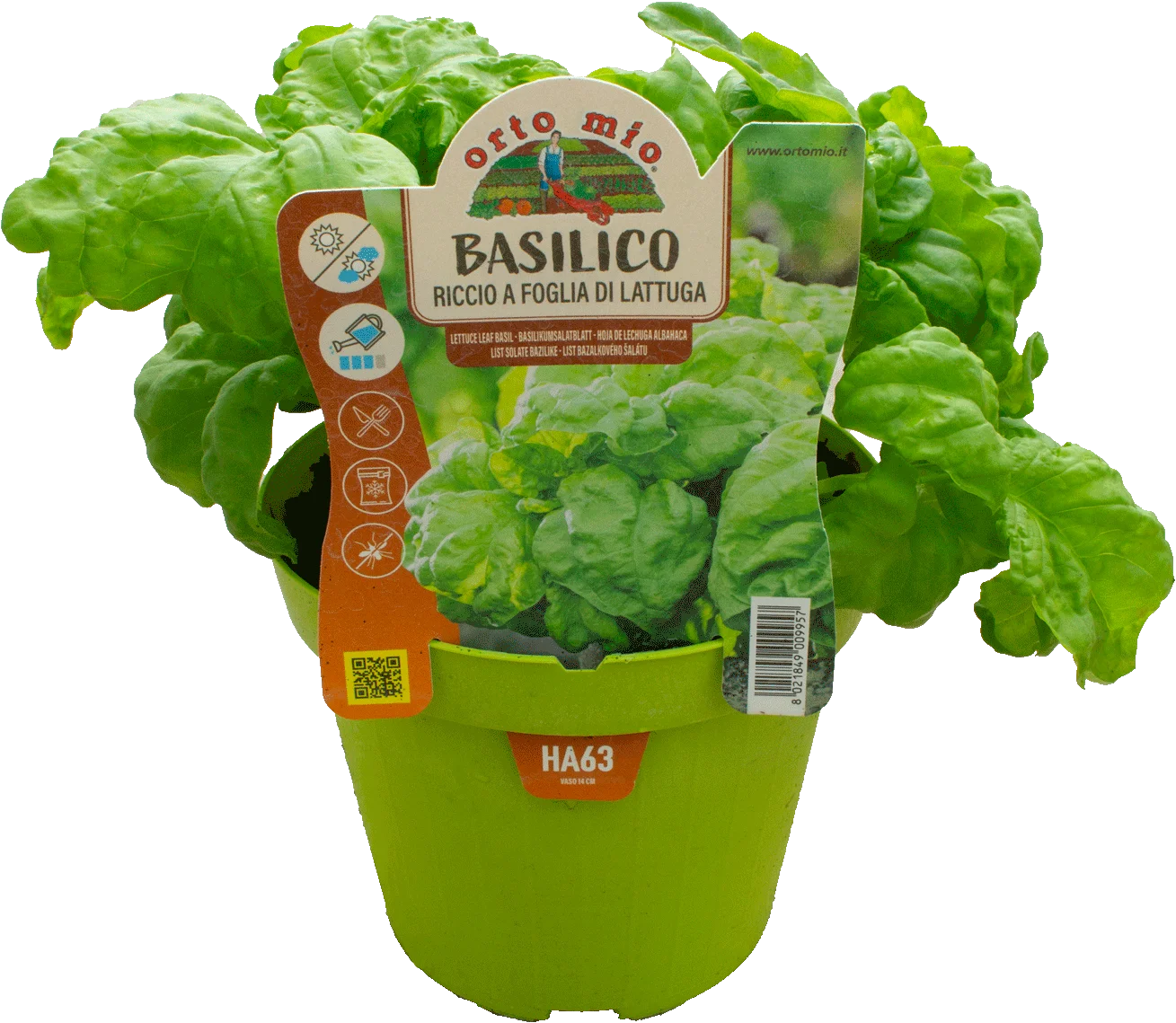 Albahaca hoja de lechuga