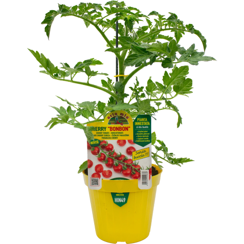 hin49 Tomate cherry bon bon