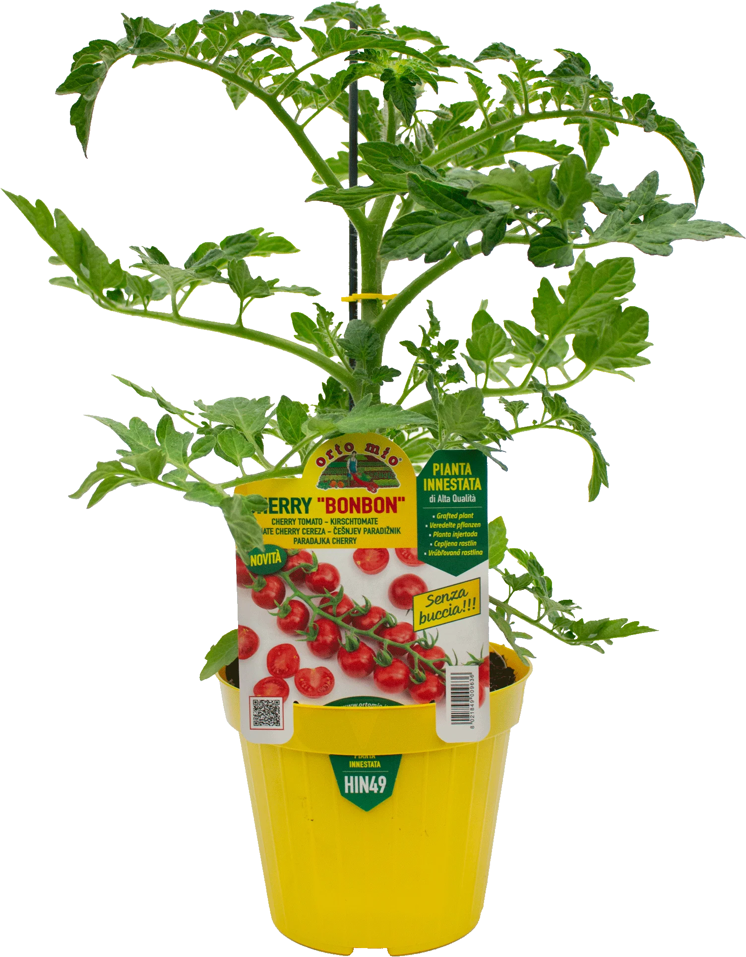 hin49 Tomate cherry bon bon