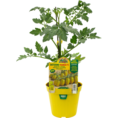 hin52 Tomate Mango