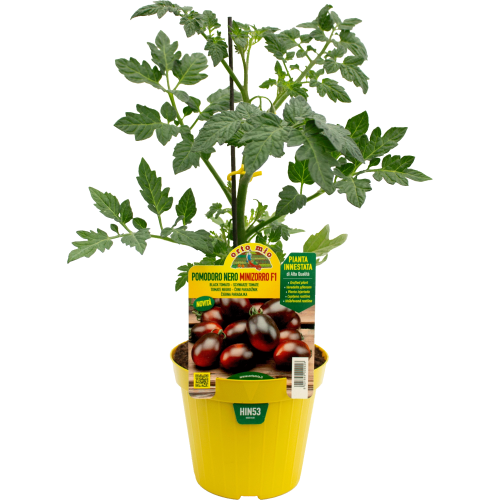 hin53 Tomate Minizorrino