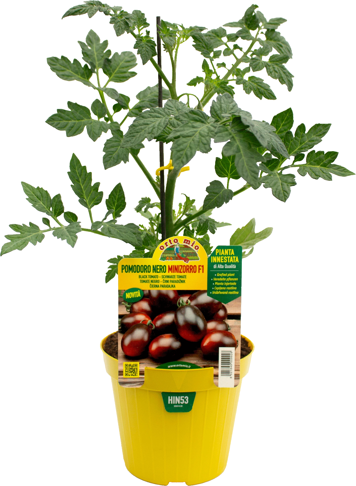 hin53 Tomate Minizorrino