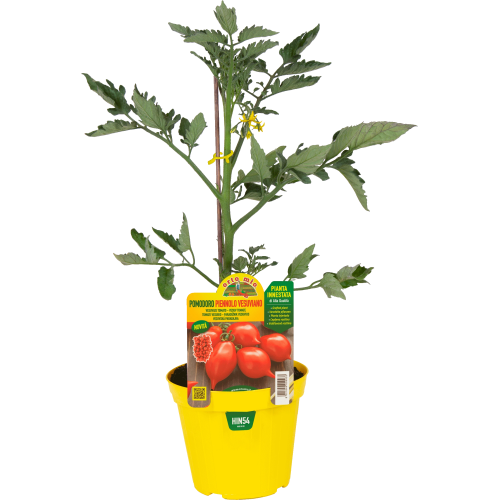 hin54 Tomate Vesuviano