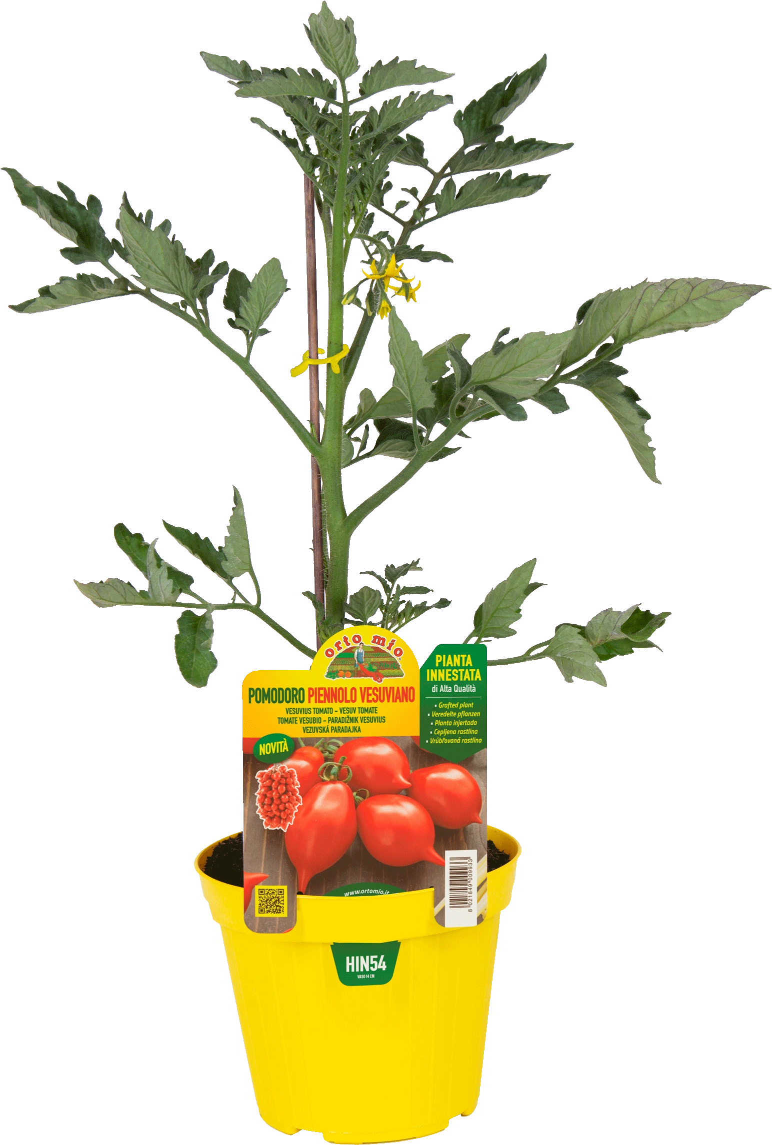 hin54 Tomate Vesuviano