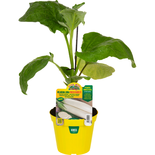 hin55 Berenjena Larga Copo de nieve