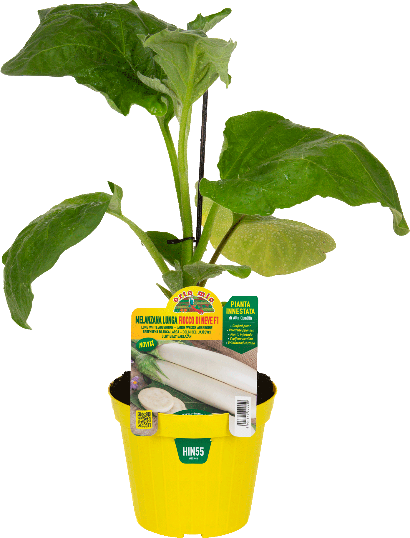 hin55 Berenjena Larga Copo de nieve