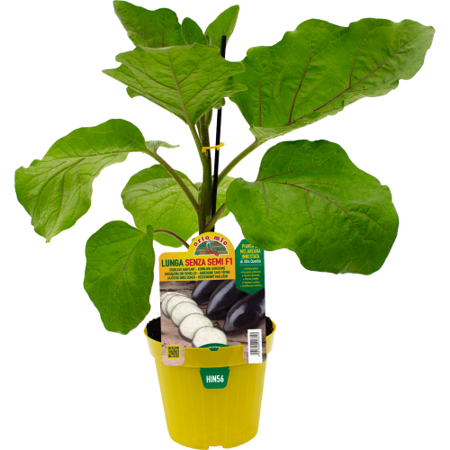 hin56 Berenjena larga sin semilla