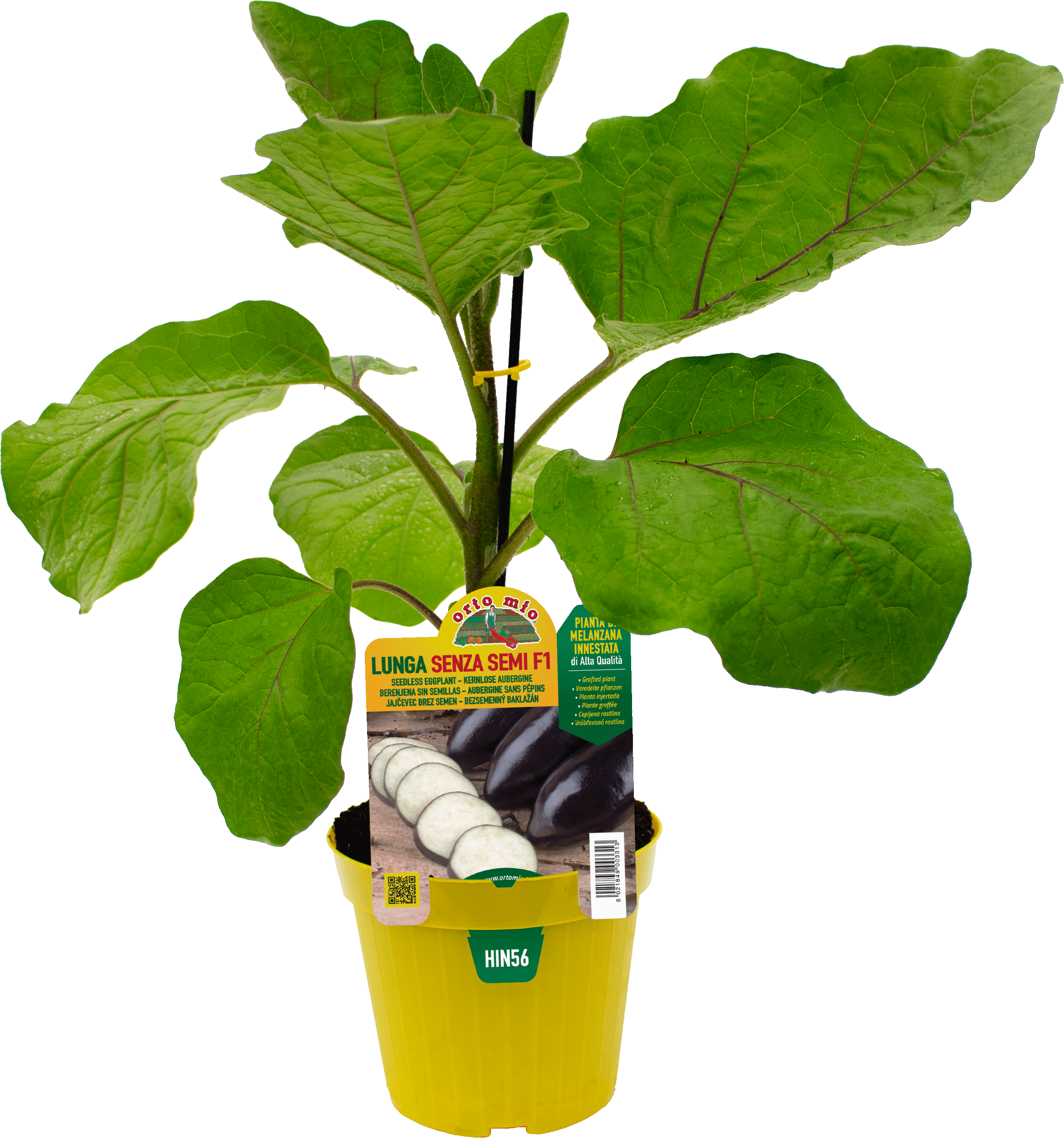 hin56 Berenjena larga sin semilla