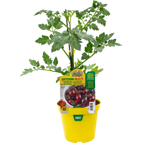 hin57 - Tomate Blu
