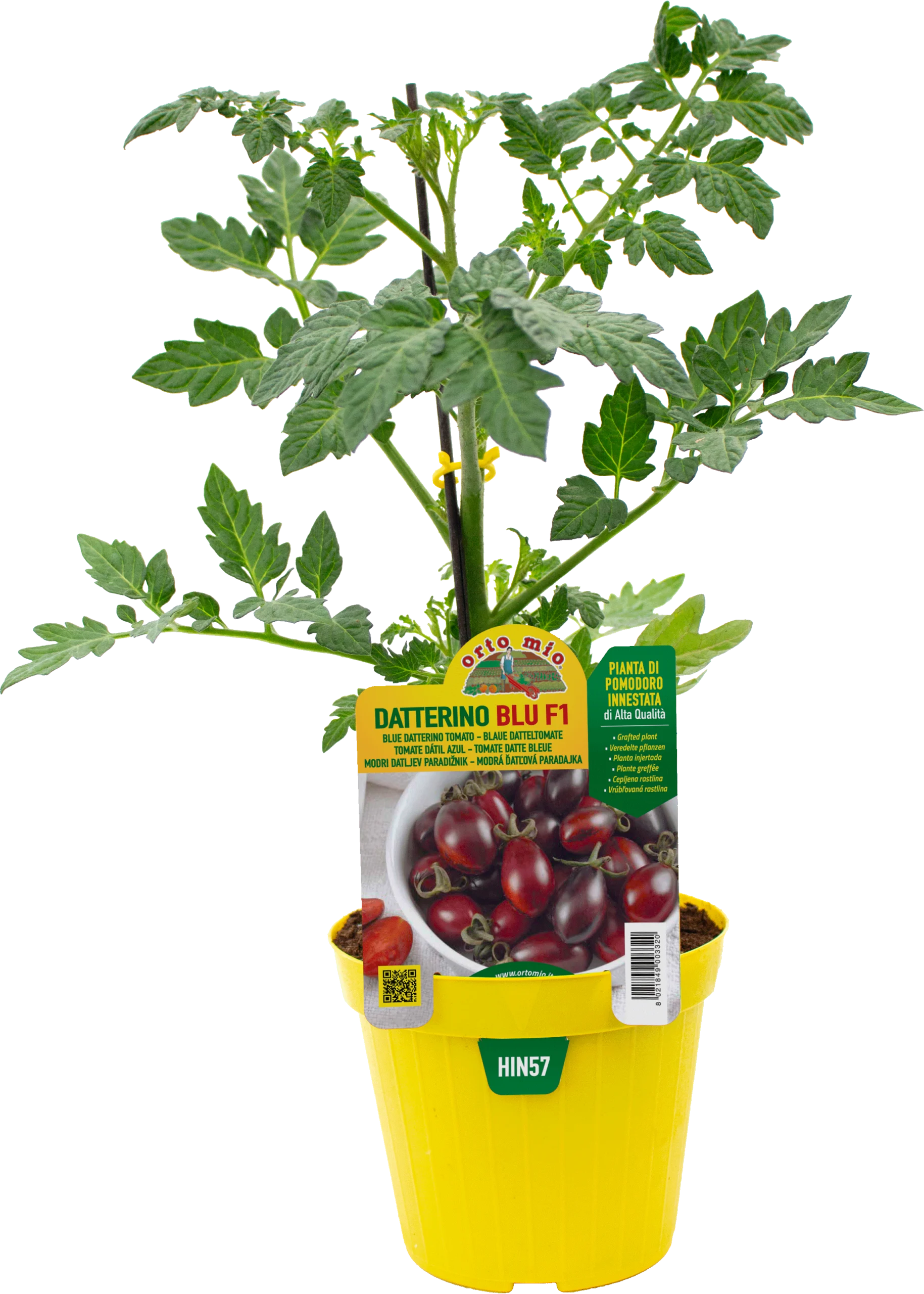 hin57 - Tomate Blu